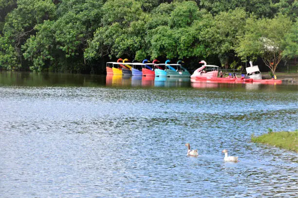 Several colorful paddle boats on the lakeside in mogi das Cruzes Centennial Park