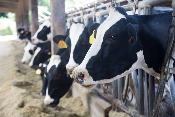 istock Cows eating hay on farm 1295885639