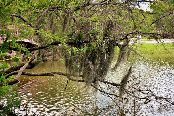 istock Tillandsia usneoides hung on tree by lakeside 1295885898