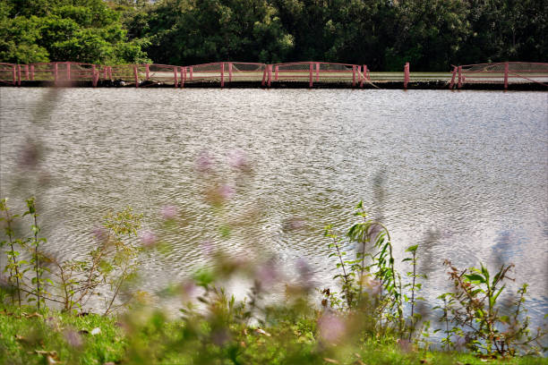 istock Lake Shores of Centennial Park 1295885981