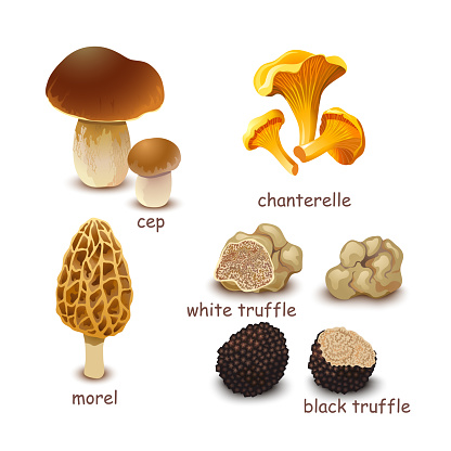 Fresh edible mushrooms: cep, chanterelle, morel, truffle. Isolated on white.