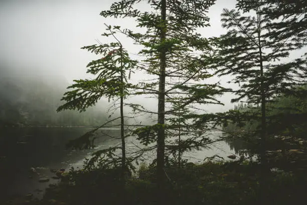 Photo of Moody landscape in the fog