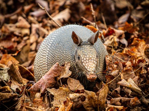 Wild Armadillo Close up of a wild Armadillo armadillo stock pictures, royalty-free photos & images