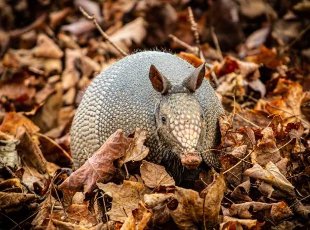 Close up of a wild Armadillo