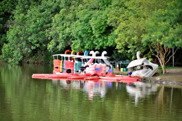 Several colorful pedalboats moored on the lakeside of mogi das cruzes centennial park