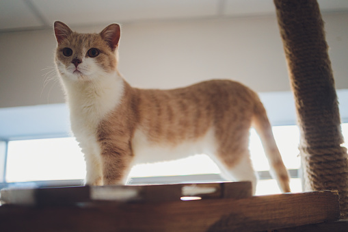 Orange and white Munchkin Cat,short legs Little cute cat