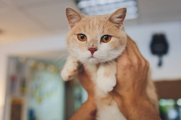 istock young man holding a cat in his arms. 1295893632