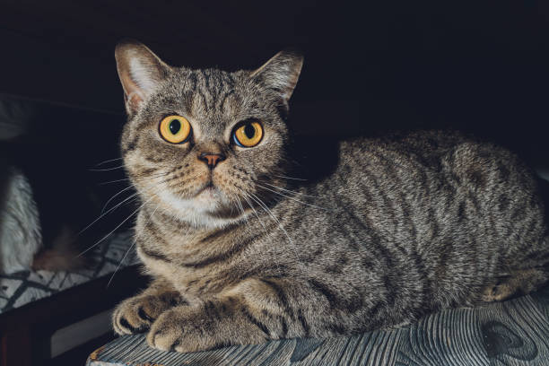 istock british cat at home sitting under the closet. 1295893645