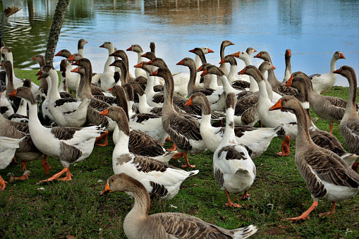 Several geese gathered in the grass beside the lake to receive food in the Centennial park of Mogi das Cruzes