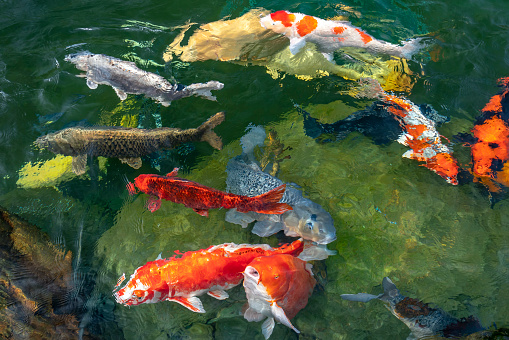Movement group of colorful koi fish in clear water. This is a species of Japanese carp in small lakes in the ecological tourist attractions.
