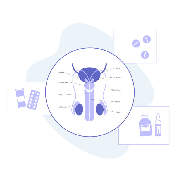 Prostate Problems Graphics 3,500+ Prostate Illustrations Stock Illustrations, Royalty-Free Vector ...