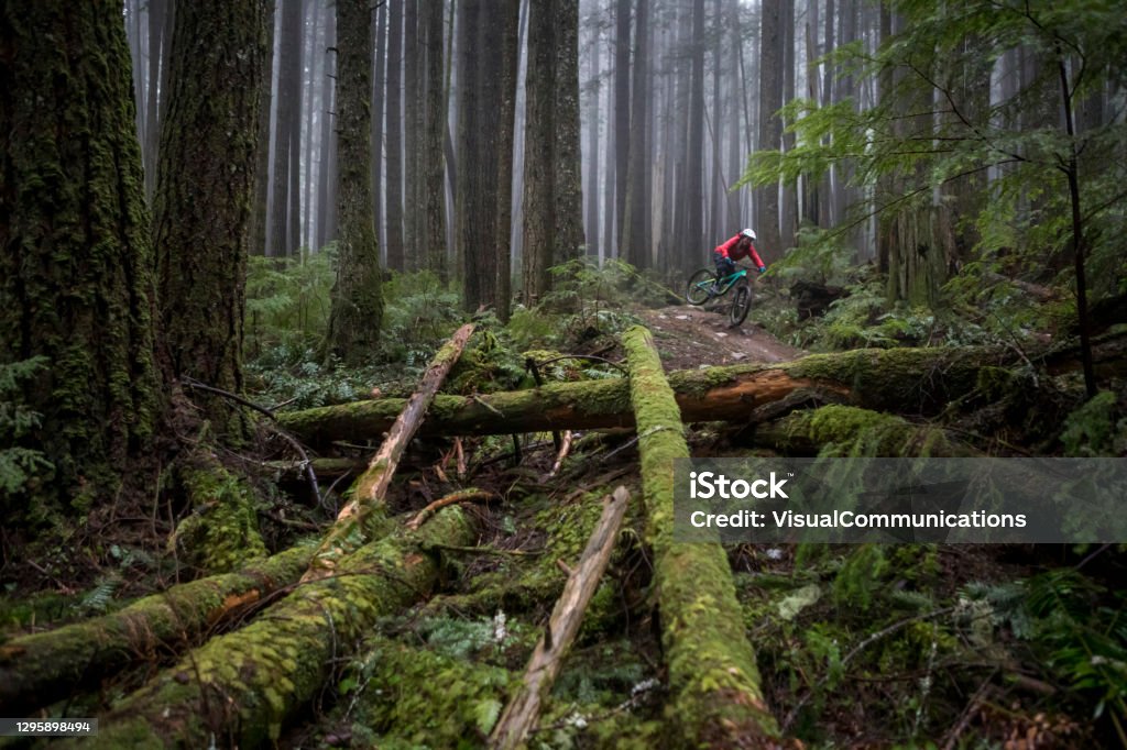 Mountain biker riding through in Pacific West Coast rainforest. Springtime mountain biking in West Coast Canadian forest. Mountain Biking Stock Photo