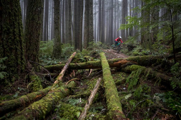 Mountain biker riding through in Pacific West Coast rainforest. stock photo