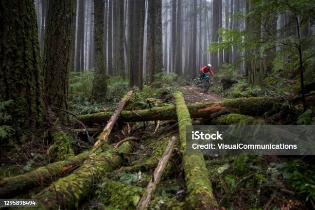 Mountain Biker Riding Through In Pacific West Coast Rainforest Stock Photo - Download Image Now