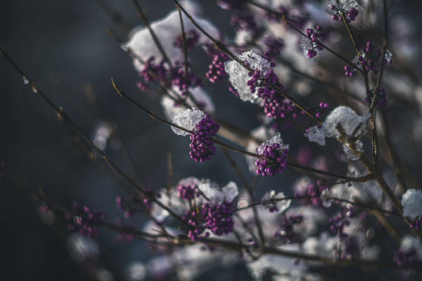 snow covered branches of tree vintage lens rendering