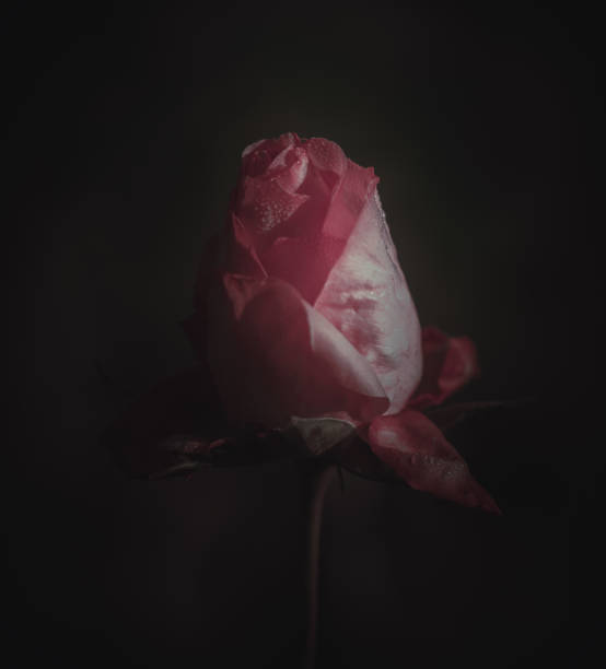 istock Beautiful Single Rose; Vintage style 1295899356