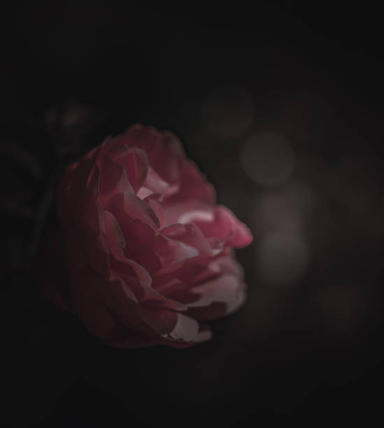 istock Beautiful Single Rose; Vintage style 1295899367