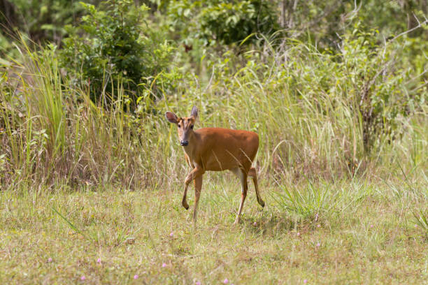 istock Barking deer(Muntiacus muntjak), Khao Yai national park, Thailand 1295901218