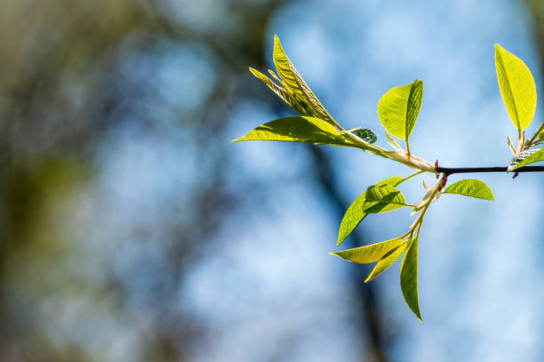 istock Spring branches with fresh green leaves on a background of blue sky. 1295901769