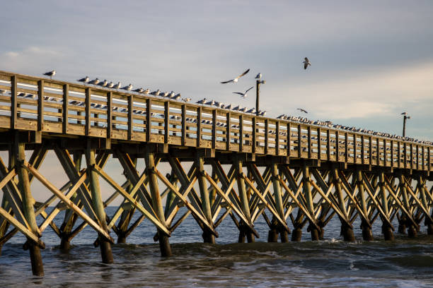 istock Seagulls on wood pier 1295901918