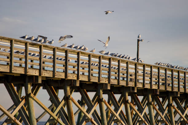 istock Seagulls on wood pier 1295901934