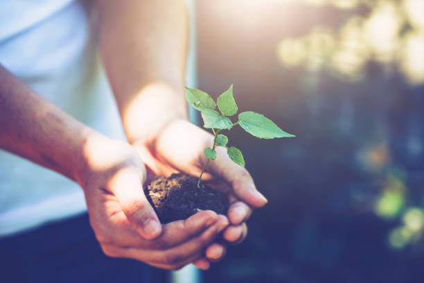 istock A man hands  holding young plant with soil under tree shade 1295901942
