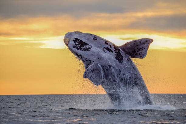 ballena rompiendo durante la hermosa puesta de sol en la patagonia - saltos fuera del agua fotografías e imágenes de stock