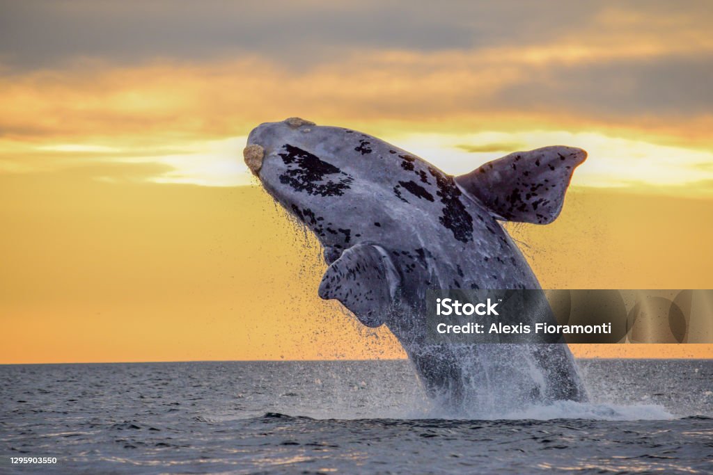 Whale breaching during beautiful sunset in Patagonia Southern Right Whale jumping oit the water in Península Valdés Patagonia Argentina Puerto Madryn Stock Photo