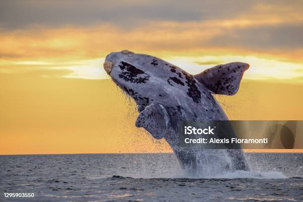 Whale Breaching During Beautiful Sunset In Patagonia Stock Photo - Download Image Now