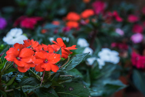 Close up image of flowers blooming in meadow