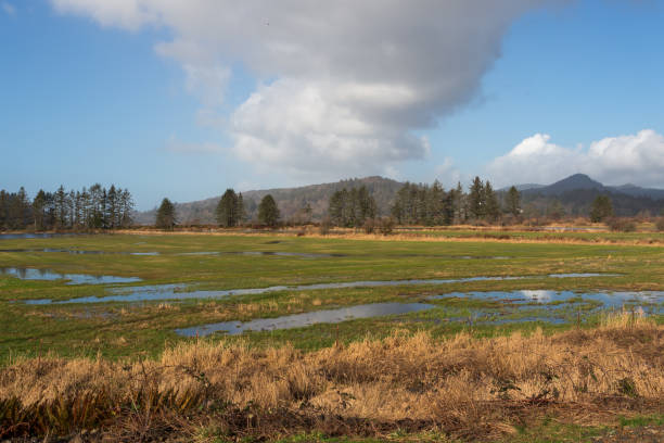 Wetlands at Little Nestucca river in Oregon. Nestucca Bay Wildlife Refuge area