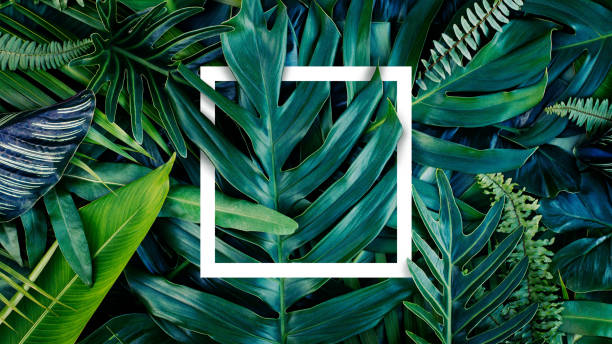 istock Nature idea and creative layout of white square frame leaves and tropical green leaf, Top view, Flat lay, for invitation and advertising card. 1295905520