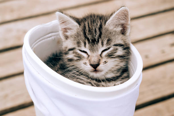 istock Little grey tabby kitten sleeps in a white rubber boot on a wooden background 1295907132