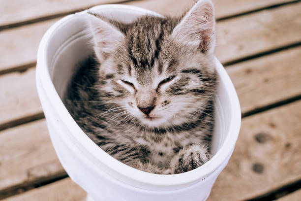 istock Little grey tabby kitten sleeps in a white rubber boot on a wooden background 1295907147