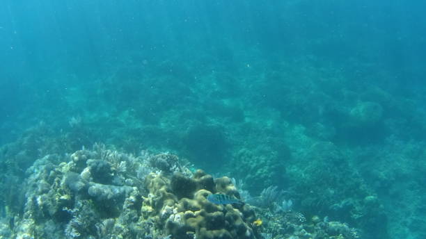 istock Sabang Beach in Puerto Galera 1295907357