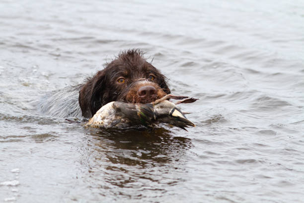 istock hunting dog returns downed duck from the lake 1295908163