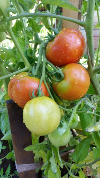 istock Ripe tomatoes on a vine in a backyard garden. 1295908748