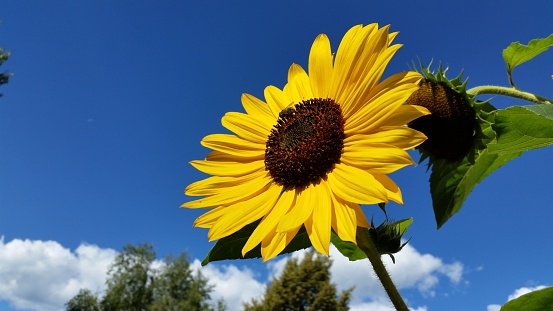 Sunflower blossom with green branches and blue sky background.