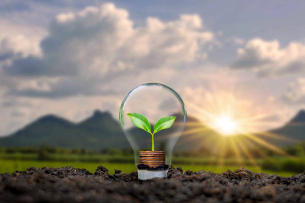 istock A tree growing on a coin in a light bulb including sunset background, energy saving ideas and renewable energy ideas. 1295909905