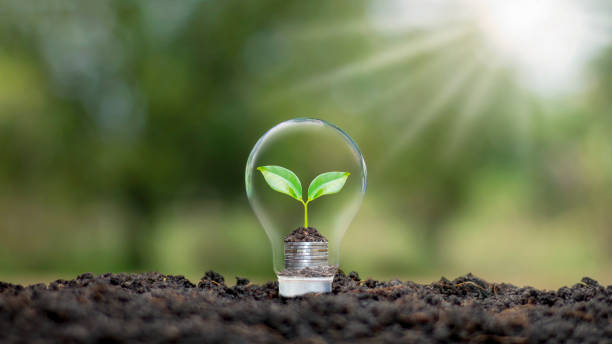 istock A tree growing on a coin in a light bulb plus a blurred green natural background earth day energy saving and environmental concept. 1295909918
