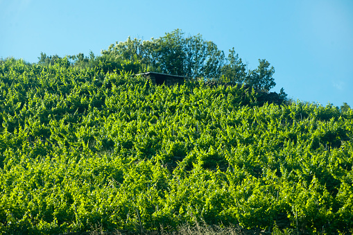 Vineyard  in terraced field  in late springtime, clear sky background,  Ribeira Sacra, Galicia, Spain.