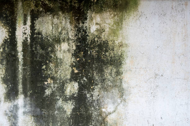 istock White painted aged, grunge wall with stains texture and moss, background 1295910924