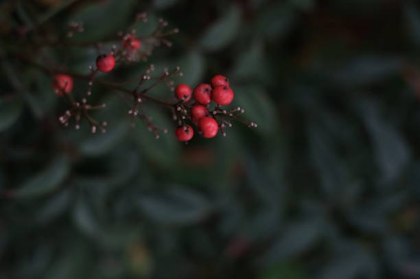 istock A branch of red nandina 1295910935