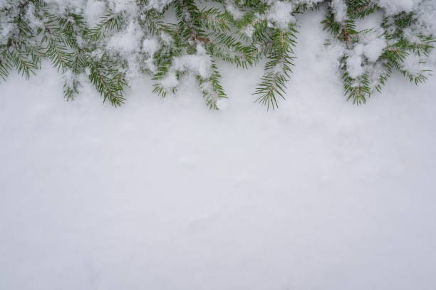 istock Spruce coniferous snowy branches on white snow winter background 1295911720