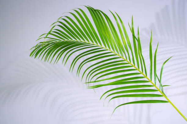 istock abstract green leaf texture, nature background, tropical leaf 1295912684