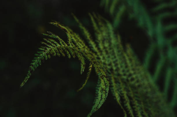 istock Natural flower fern leaves 1295913876