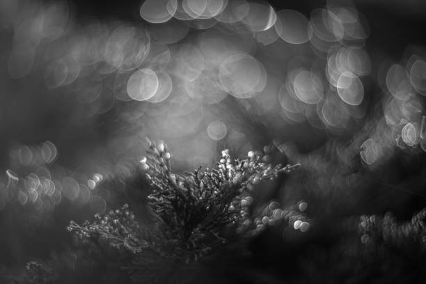 Raining day beautiful nature with vintage lens