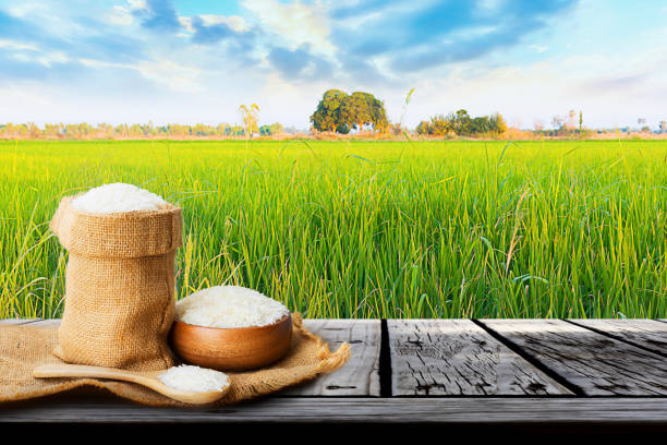 Jasmine rice in bowl wooden and sack on wooden table with the rice field background stock photo