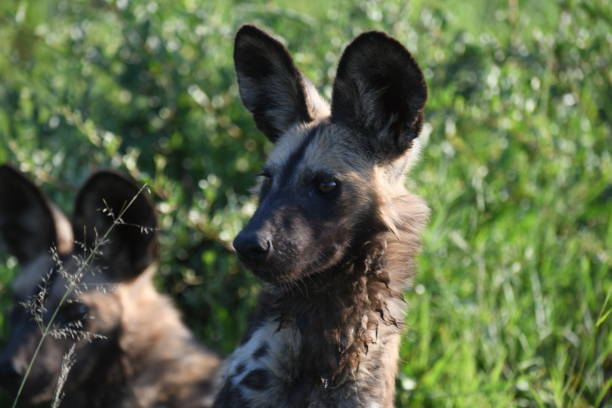 wilde hunde - 4599 stock-fotos und bilder