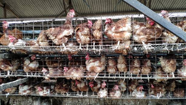istock Local Chicken Farm - Indonesia 1295915798